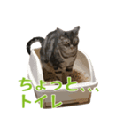 アメショのルンちゃんの日常（個別スタンプ：23）
