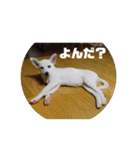 白犬の雑種の保護犬の愛犬の妹子ちゃん（個別スタンプ：8）