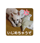 白犬の雑種の保護犬の愛犬の妹子ちゃん（個別スタンプ：11）