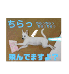 白犬の雑種の保護犬の愛犬の妹子ちゃん（個別スタンプ：18）