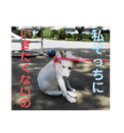 白犬の雑種の保護犬の愛犬の妹子ちゃん（個別スタンプ：22）