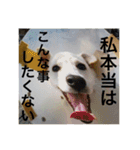 白犬の雑種の保護犬の愛犬の妹子ちゃん（個別スタンプ：31）