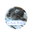 きざきのアイドル、スクワート2（個別スタンプ：2）