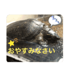 きざきのアイドル、スクワート2（個別スタンプ：3）
