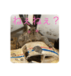 きざきのアイドル、スクワート2（個別スタンプ：5）