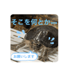 きざきのアイドル、スクワート2（個別スタンプ：9）