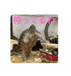 きざきのアイドル、スクワート2（個別スタンプ：16）