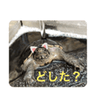 きざきのアイドル、スクワート2（個別スタンプ：23）