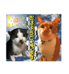 ねねこ猫にゃんこ(実写猫と実写背景〜)（個別スタンプ：1）