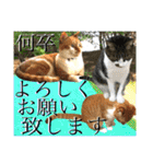 ねねこ猫にゃんこ(実写猫と実写背景〜)（個別スタンプ：3）