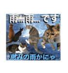 ねねこ猫にゃんこ(実写猫と実写背景〜)（個別スタンプ：4）