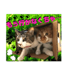 ねねこ猫にゃんこ(実写猫と実写背景〜)（個別スタンプ：5）