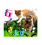 ねねこ猫にゃんこ(実写猫と実写背景〜)（個別スタンプ：6）