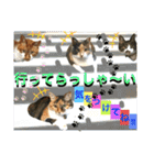 ねねこ猫にゃんこ(実写猫と実写背景〜)（個別スタンプ：7）