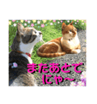 ねねこ猫にゃんこ(実写猫と実写背景〜)（個別スタンプ：8）