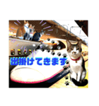 ねねこ猫にゃんこ(実写猫と実写背景〜)（個別スタンプ：9）