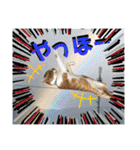 ねねこ猫にゃんこ(実写猫と実写背景〜)（個別スタンプ：10）