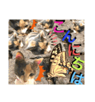 ねねこ猫にゃんこ(実写猫と実写背景〜)（個別スタンプ：11）