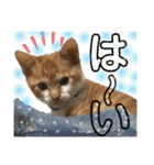 ねねこ猫にゃんこ(実写猫と実写背景〜)（個別スタンプ：12）