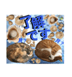 ねねこ猫にゃんこ(実写猫と実写背景〜)（個別スタンプ：13）