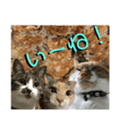 ねねこ猫にゃんこ(実写猫と実写背景〜)（個別スタンプ：14）