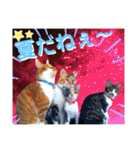 ねねこ猫にゃんこ(実写猫と実写背景〜)（個別スタンプ：15）