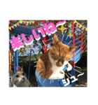 ねねこ猫にゃんこ(実写猫と実写背景〜)（個別スタンプ：16）