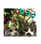 ねねこ猫にゃんこ(実写猫と実写背景〜)（個別スタンプ：17）