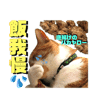 ねねこ猫にゃんこ(実写猫と実写背景〜)（個別スタンプ：18）