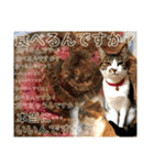 ねねこ猫にゃんこ(実写猫と実写背景〜)（個別スタンプ：19）