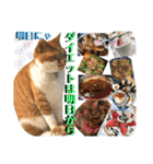 ねねこ猫にゃんこ(実写猫と実写背景〜)（個別スタンプ：20）