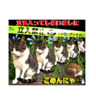 ねねこ猫にゃんこ(実写猫と実写背景〜)（個別スタンプ：22）
