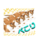 ねねこ猫にゃんこ(実写猫と実写背景〜)（個別スタンプ：24）