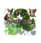 ねねこ猫にゃんこ(実写猫と実写背景〜)（個別スタンプ：25）