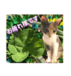 ねねこ猫にゃんこ(実写猫と実写背景〜)（個別スタンプ：26）