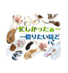 ねねこ猫にゃんこ(実写猫と実写背景〜)（個別スタンプ：27）