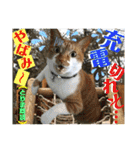 ねねこ猫にゃんこ(実写猫と実写背景〜)（個別スタンプ：28）