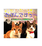ねねこ猫にゃんこ(実写猫と実写背景〜)（個別スタンプ：29）