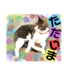 ねねこ猫にゃんこ(実写猫と実写背景〜)（個別スタンプ：30）