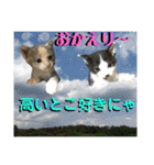 ねねこ猫にゃんこ(実写猫と実写背景〜)（個別スタンプ：31）