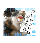 ねねこ猫にゃんこ(実写猫と実写背景〜)（個別スタンプ：32）
