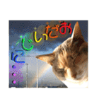 ねねこ猫にゃんこ(実写猫と実写背景〜)（個別スタンプ：33）