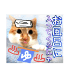 ねねこ猫にゃんこ(実写猫と実写背景〜)（個別スタンプ：34）