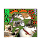 ねねこ猫にゃんこ(実写猫と実写背景〜)（個別スタンプ：35）