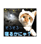 ねねこ猫にゃんこ(実写猫と実写背景〜)（個別スタンプ：36）
