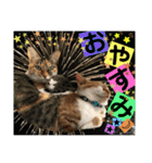 ねねこ猫にゃんこ(実写猫と実写背景〜)（個別スタンプ：38）
