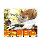 ねねこ猫にゃんこ(実写猫と実写背景〜)（個別スタンプ：39）