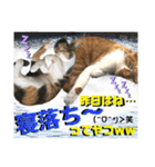 ねねこ猫にゃんこ(実写猫と実写背景〜)（個別スタンプ：40）