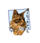 ちゃちゃ＆レンの日常で使える猫スタンプ（個別スタンプ：2）
