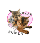 ちゃちゃ＆レンの日常で使える猫スタンプ（個別スタンプ：3）